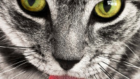kočka cat-114782 1280